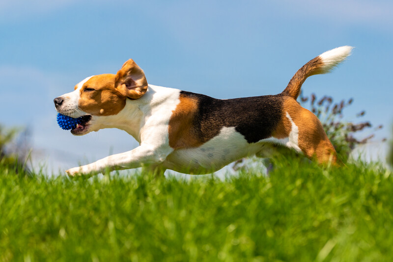 hamilton nj pet vaccines