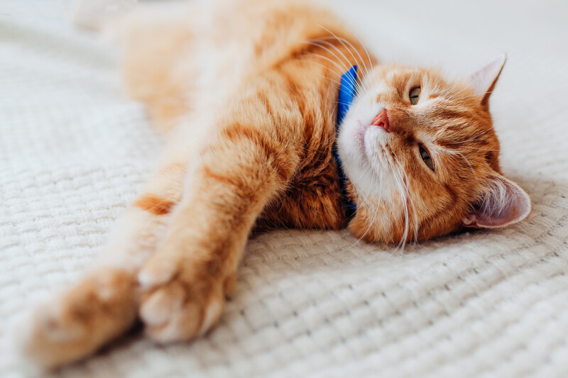 pet vaccines in hamilton nj